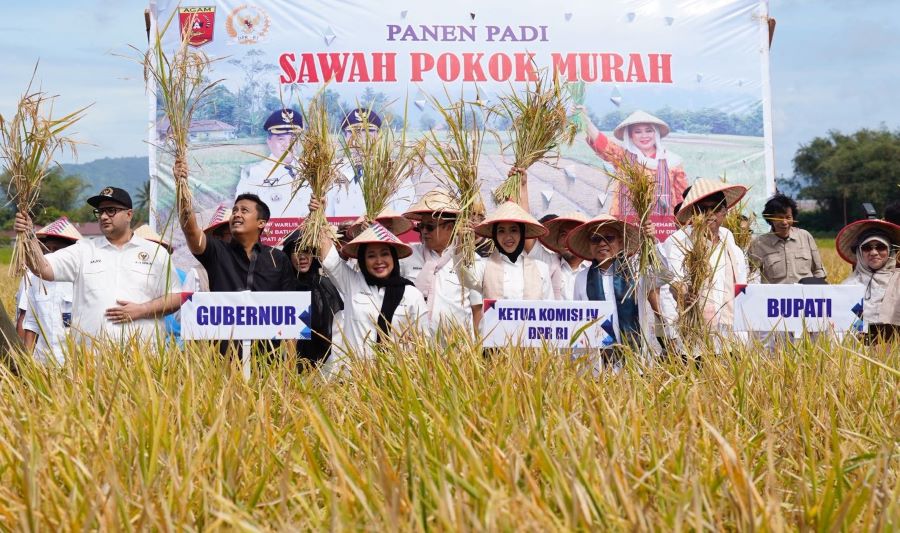 Program Sawah Pokok Murah bisa Jadi Model Swasembada Pangan Nasional