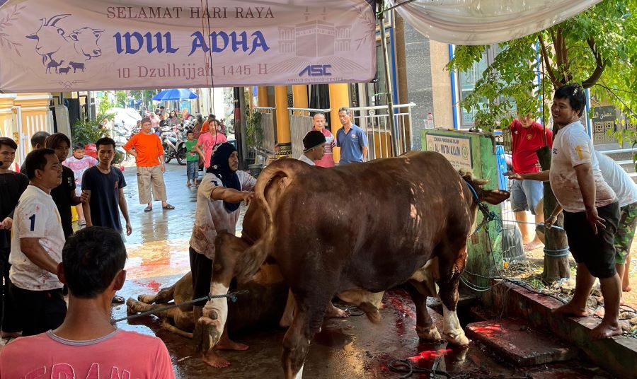 Ahmad Sahroni Berkurban 30 Sapi Jumbo untuk Warga Jakarta