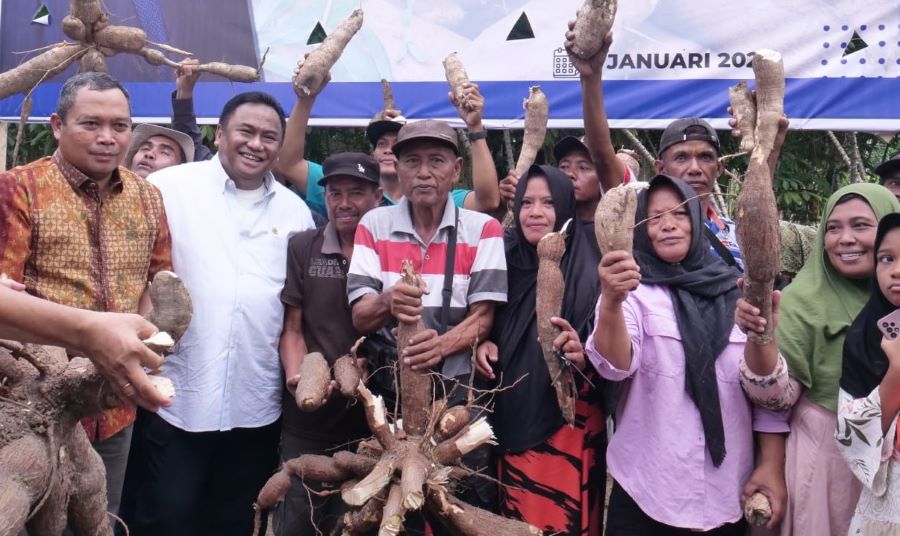 Gobel Sukses Panen Singkong 30 kg Per Batang
