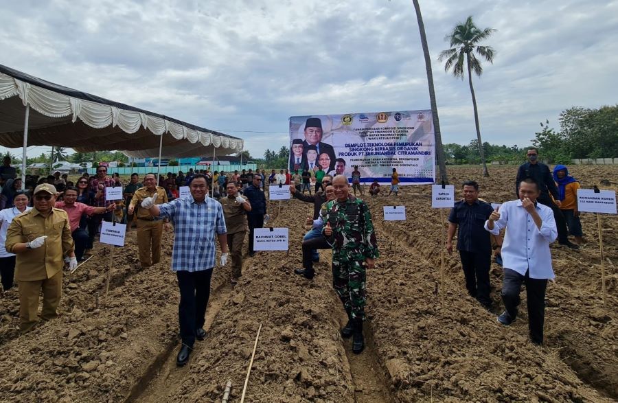 Gobel Uji Coba Tanam Singkong Organik di Gorontalo