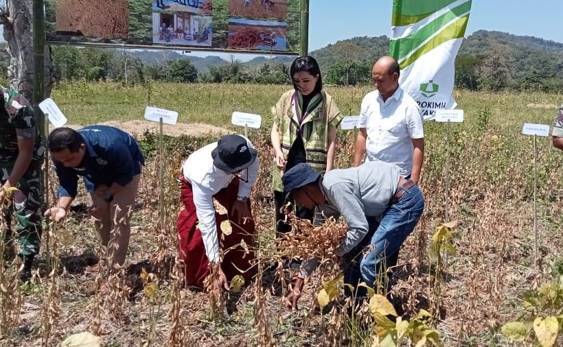 Julie Laiskodat Buktikan Kedelai di Manggarai Kian Menjanjikan