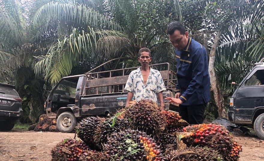 DMO dan DPO tidak Boleh Jadi Alasan Tekan Harga Sawit di Petani