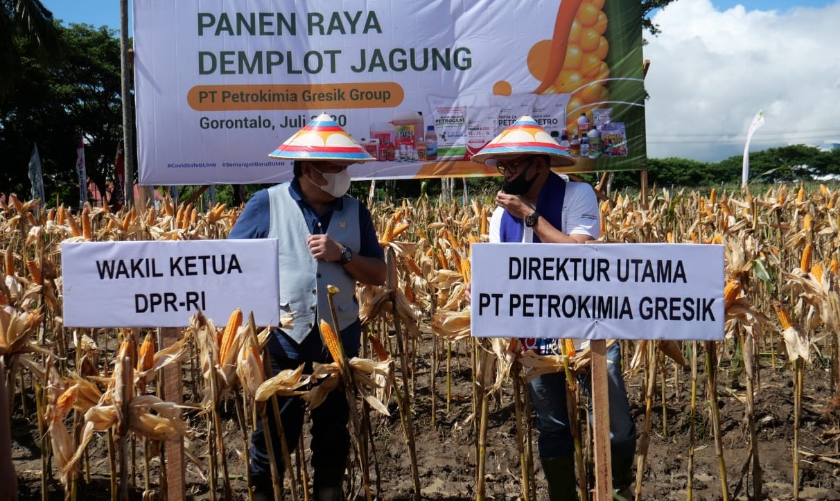 Panen Raya Hortikultura Meningkat di Gorontalo