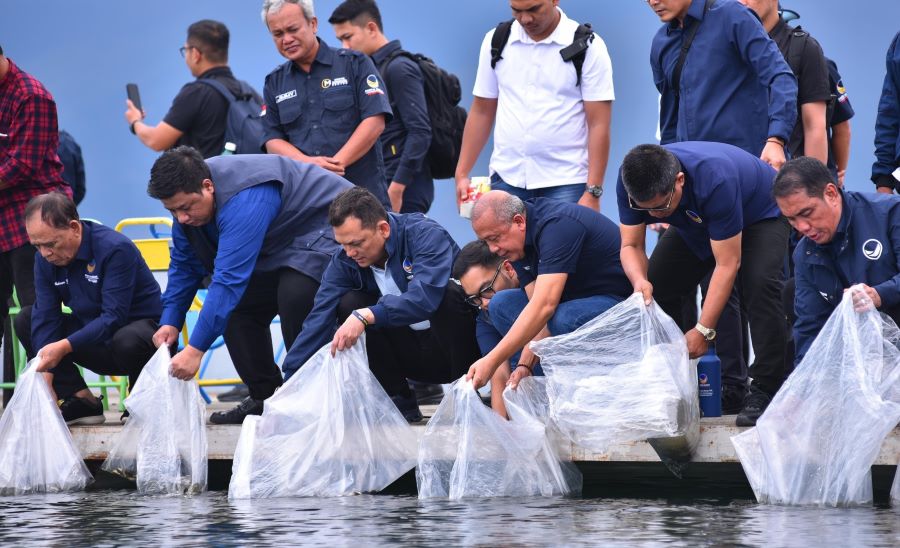 Tebar Ribuan Bibit Ikan, NasDem Berkomitmen Jaga Kelestarian Ekosistem Danau Toba