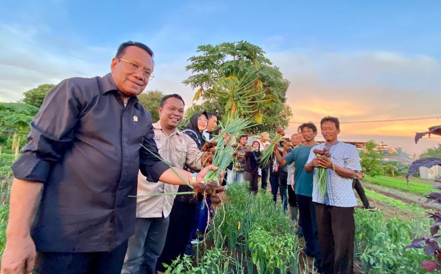 Sulaeman Panen Bawang Merah Bersama Kelompok Tani